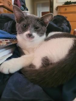 Enlarge Miss Mustache, a Adoptable Domestic Short Hair in Sierra Vista, AZ image 3/3