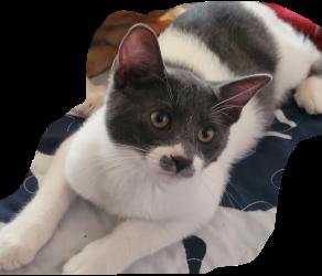 Miss Mustache, Adoptable, Young Female Domestic Short Hair.