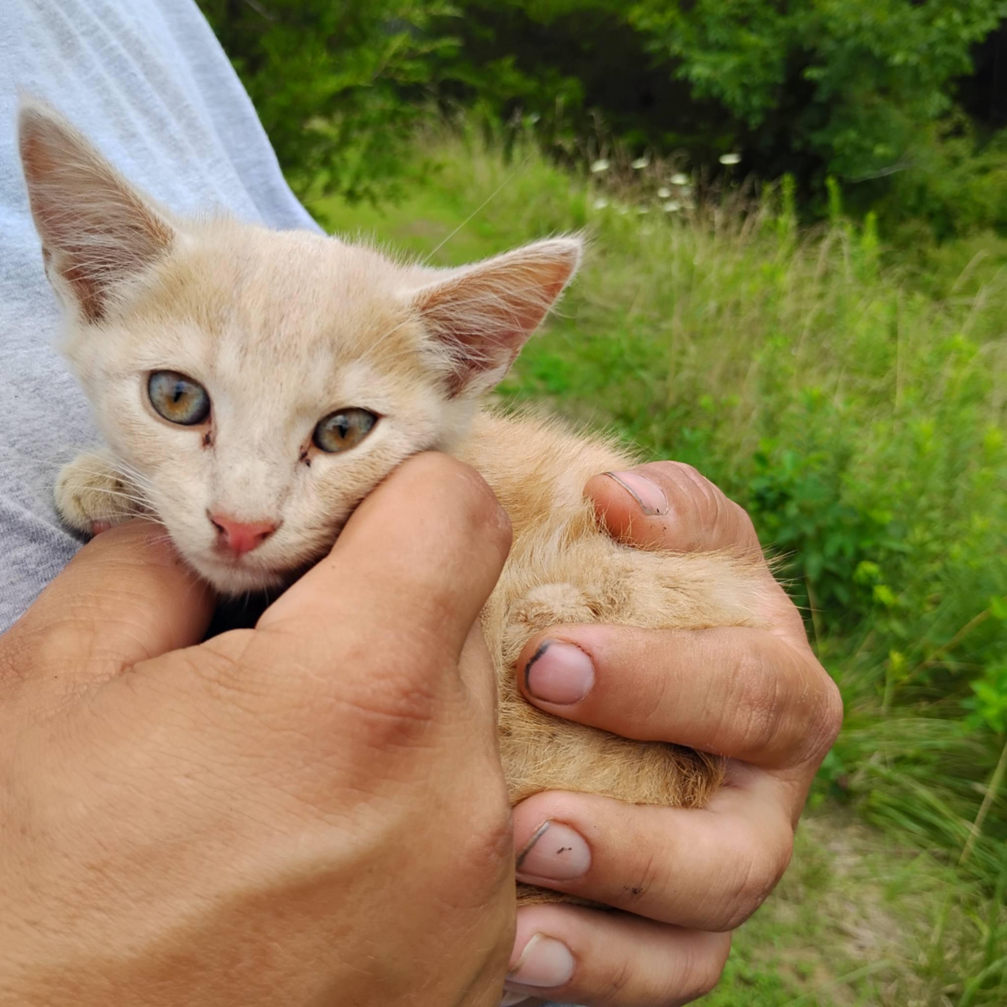 Seamus, Adoptable, Kitten Male Domestic Short Hair.