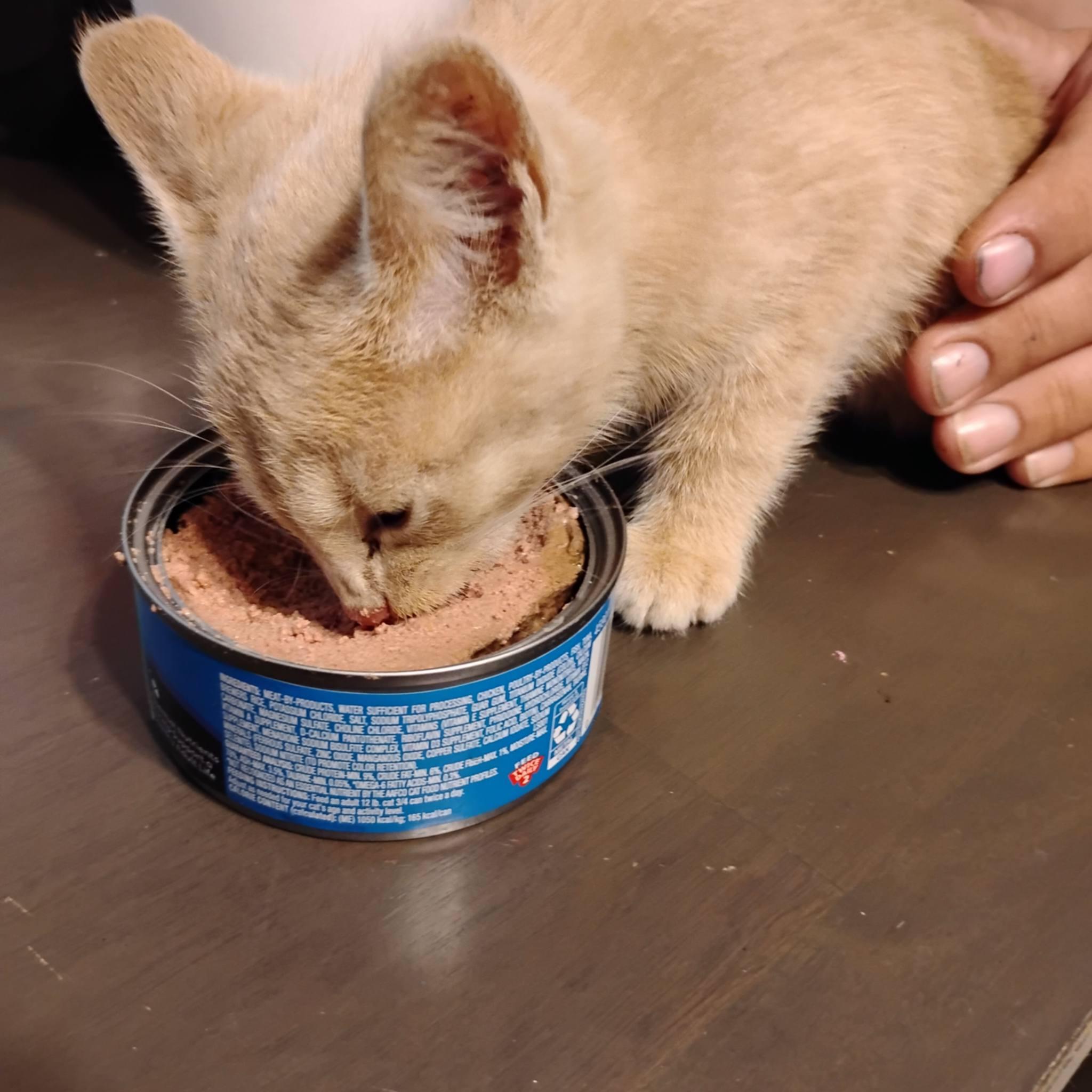 Enlarge Seamus, a Adoptable Domestic Short Hair in Mexico, MO image 2/2