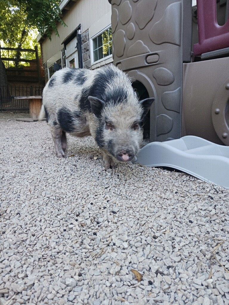 Enlarge Stanley, a Adopted Pot Bellied in Dresher, PA image 1/2