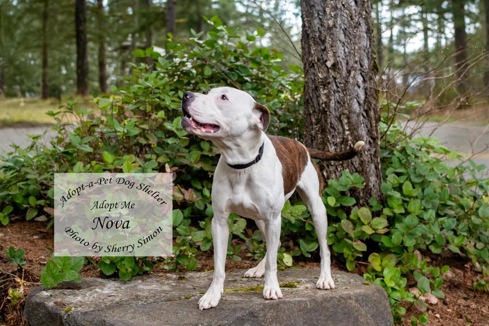 Enlarge NOVA, a Adoptable Pit Bull Terrier in Shelton, WA image 4/6