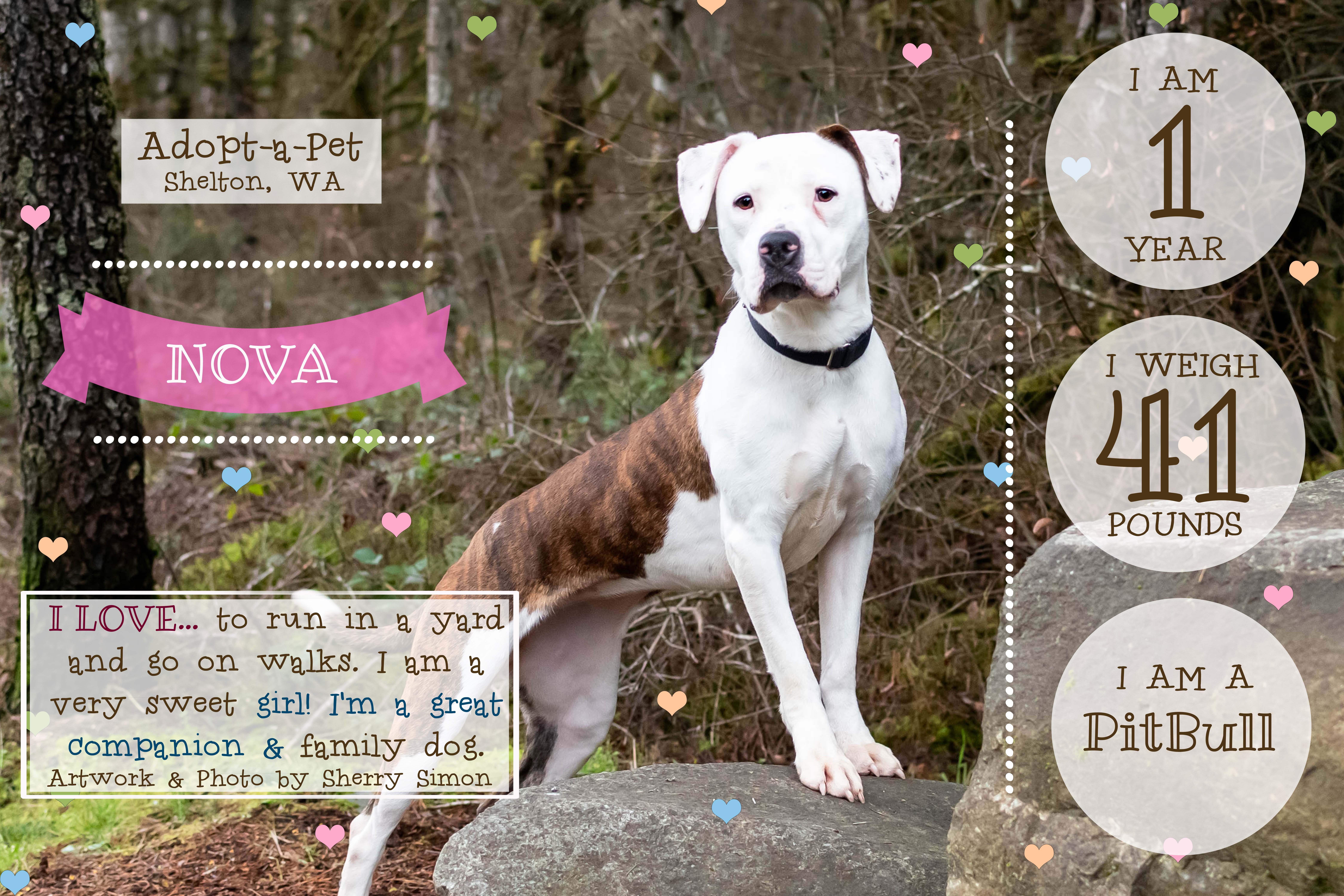 Enlarge NOVA, a Adoptable Pit Bull Terrier in Shelton, WA image 2/6