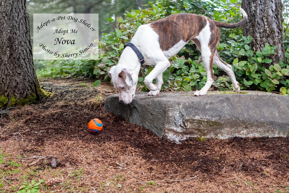 Enlarge NOVA, a Adoptable Pit Bull Terrier in Shelton, WA image 6/6