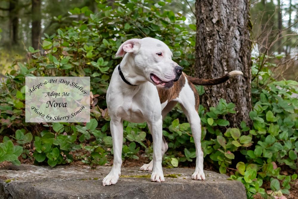 Enlarge NOVA, a Adoptable Pit Bull Terrier in Shelton, WA image 5/6