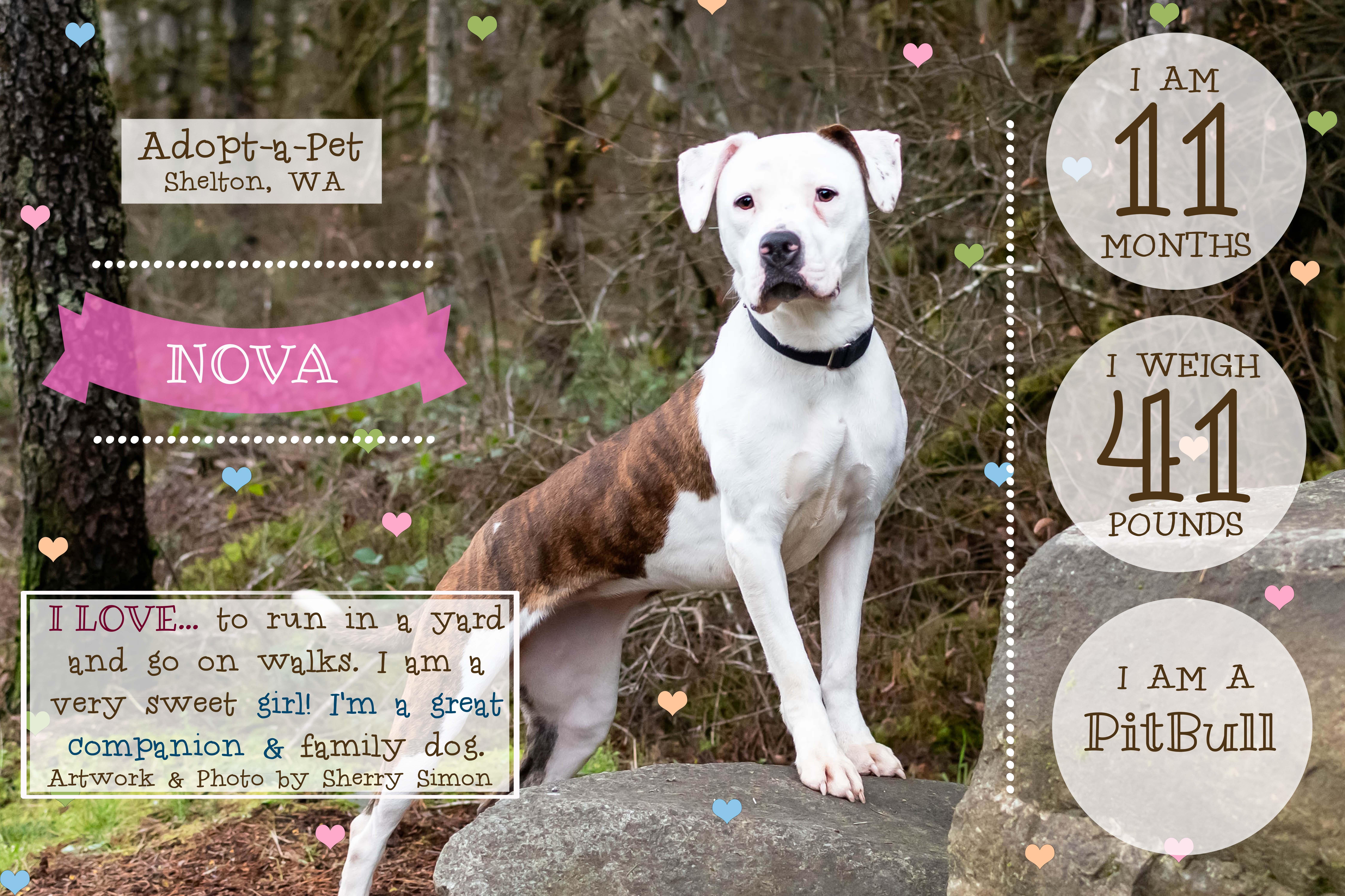 Enlarge NOVA, a Adoptable Pit Bull Terrier in Shelton, WA image 2/6