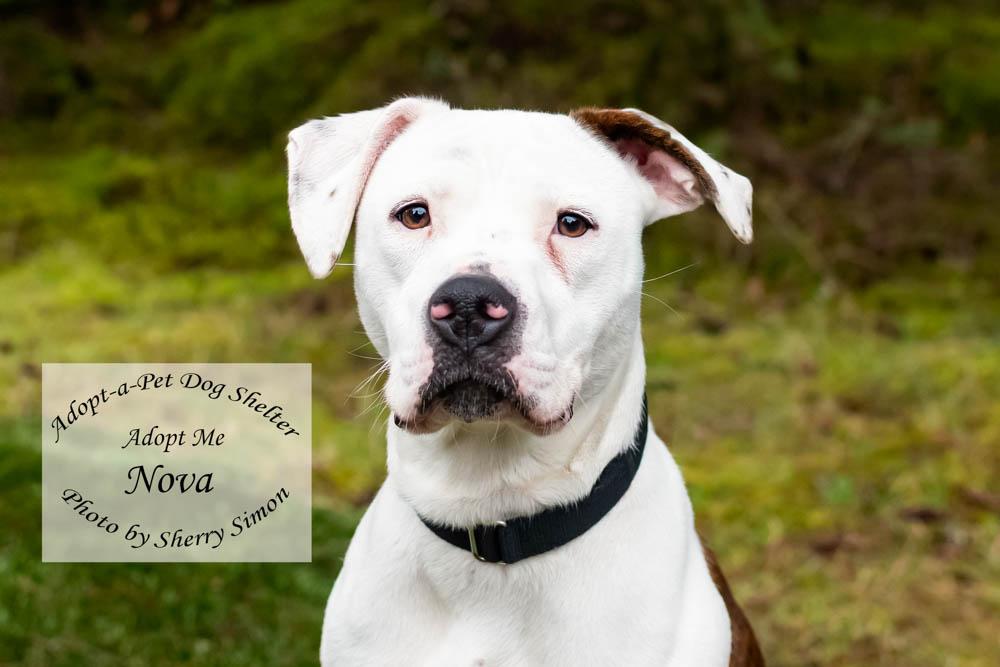Enlarge NOVA, a Adoptable Pit Bull Terrier in Shelton, WA image 1/6