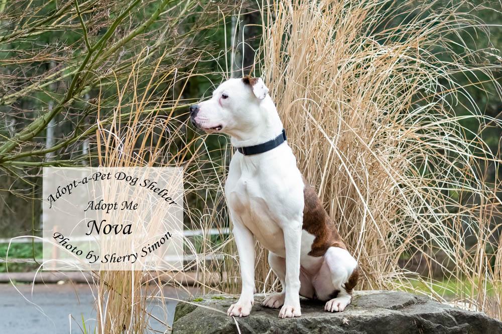 Enlarge NOVA, a Adoptable Pit Bull Terrier in Shelton, WA image 6/6