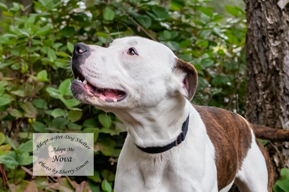 Enlarge NOVA, a Adoptable Pit Bull Terrier in Shelton, WA image 1/6