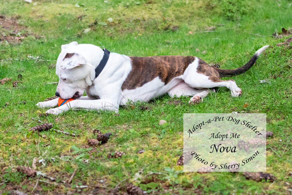 Enlarge NOVA, a Adoptable Pit Bull Terrier in Shelton, WA image 3/6