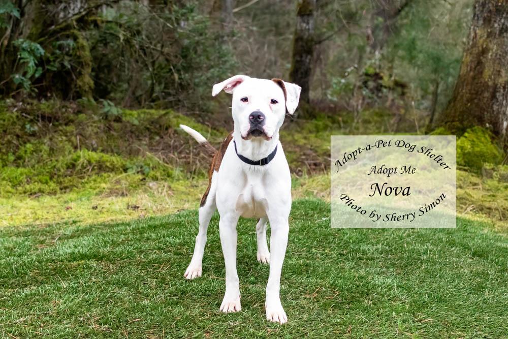Enlarge NOVA, a Adoptable Pit Bull Terrier in Shelton, WA image 4/6
