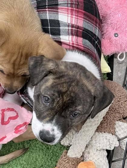 Patrick Star, Adoptable, Puppy Male Mixed Breed & Mixed Breed.