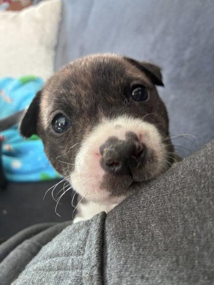Patrick Star, a Adoptable mixed breed in Hobart, IN image 2/3