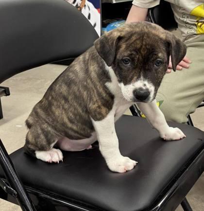 Patrick Star, a Adoptable mixed breed in Hobart, IN image 3/3