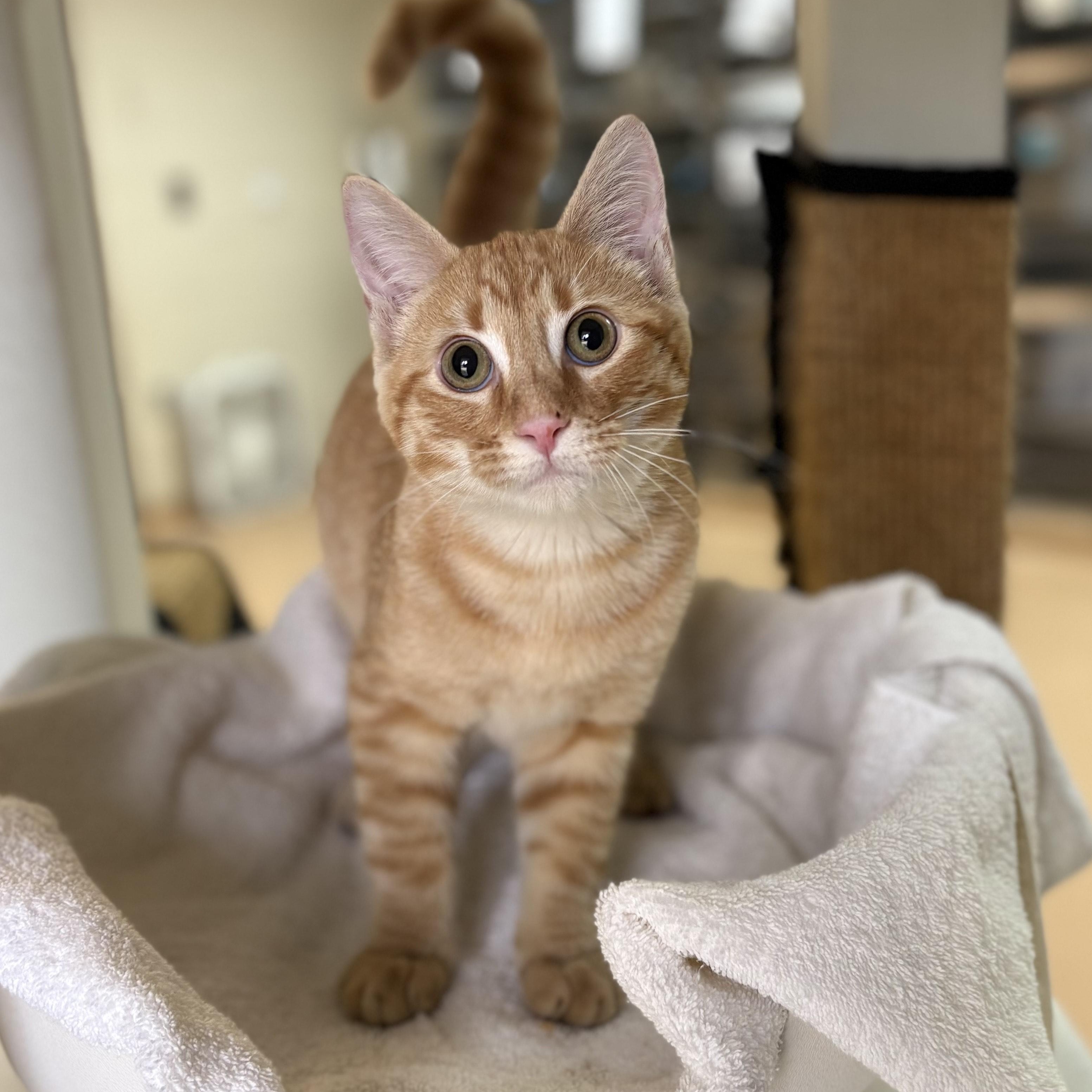 Ginger Billy, a ADOPTABLE Oriental Tabby in New York, NY image 1/3