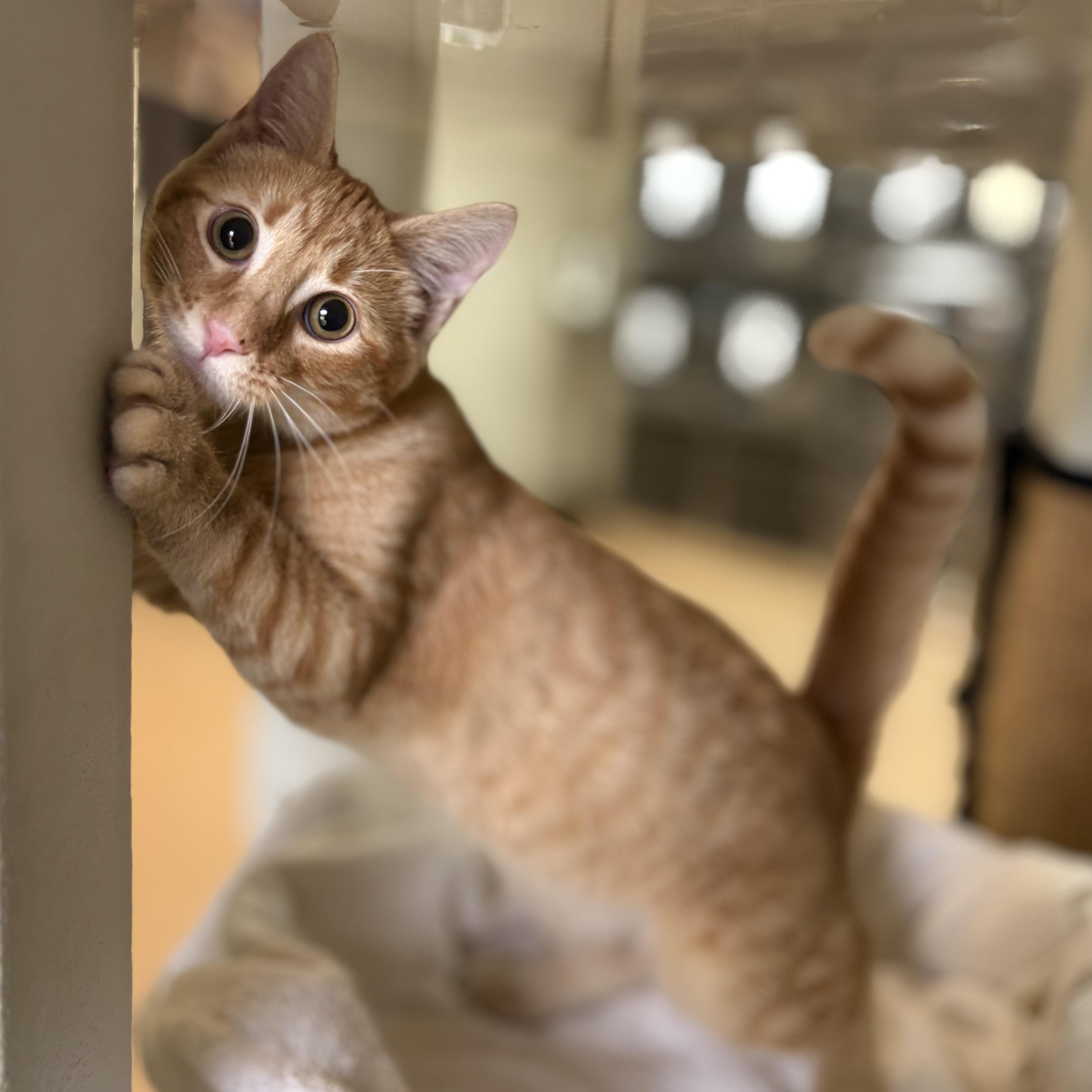 Ginger Billy, a ADOPTABLE Oriental Tabby in New York, NY image 3/3