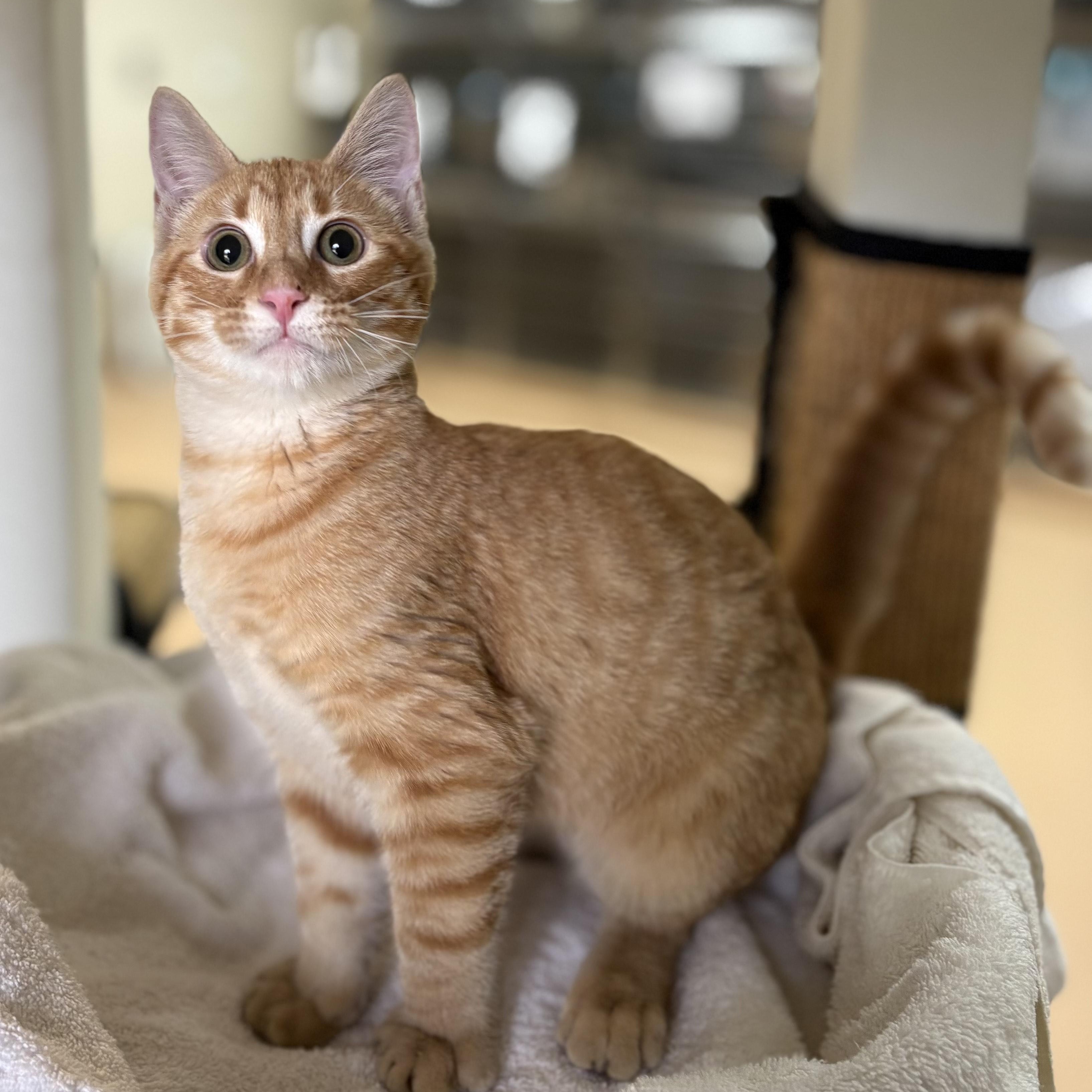 Ginger Billy, a ADOPTABLE Oriental Tabby in New York, NY image 2/3