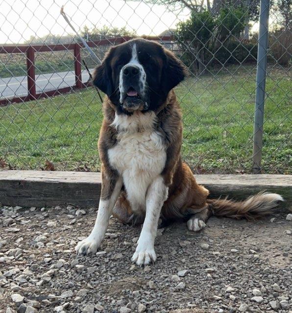 Enlarge Luna, a Adopted Saint Bernard in Evansville, IN image 1/1