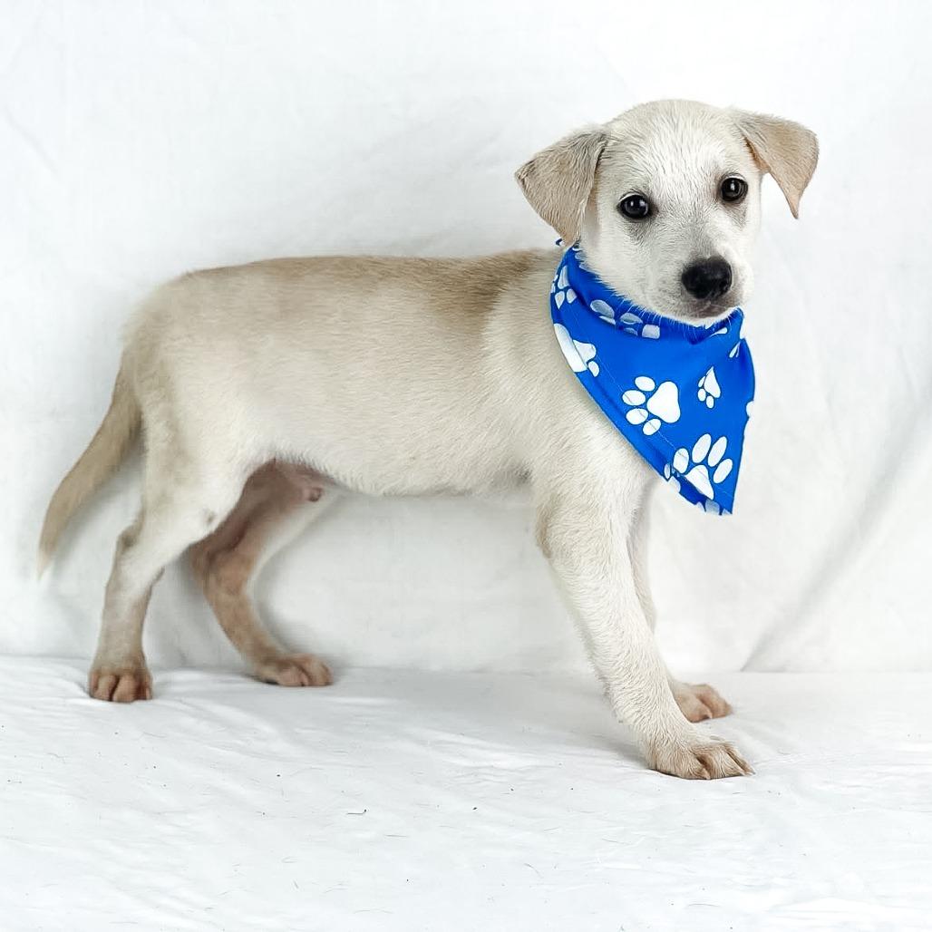 Enlarge Clyde - Local October 9-11, a Adoptable mixed breed in Beaverton , OR image 2/4