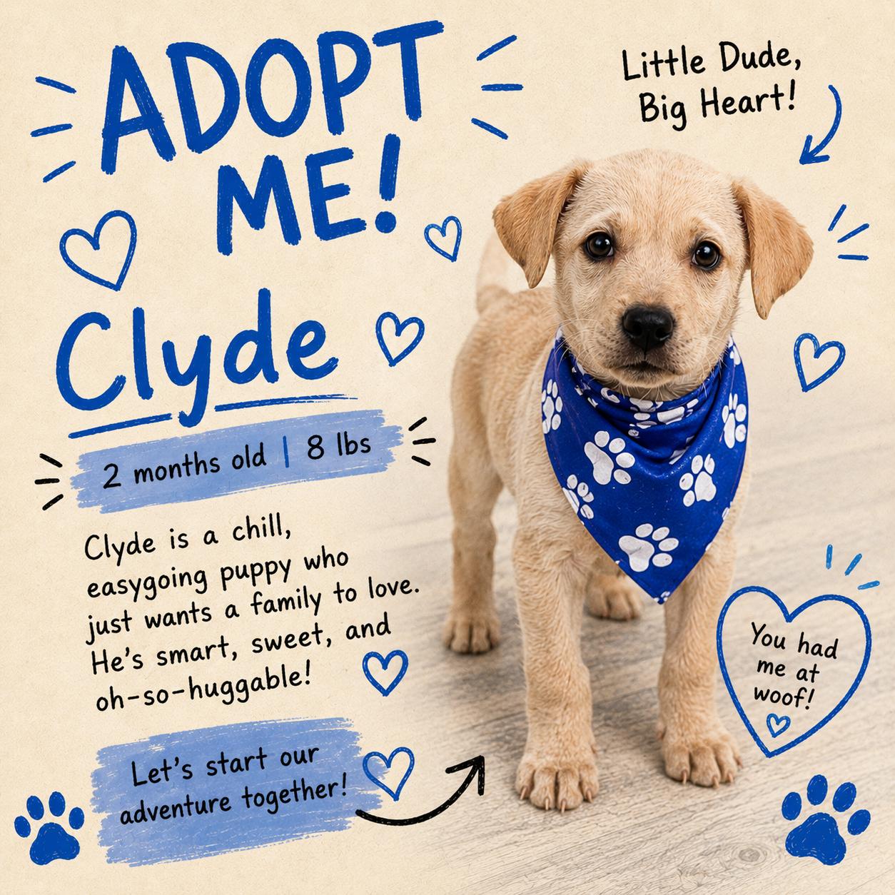 Enlarge Clyde - Local October 9-11, a Adoptable mixed breed in Beaverton , OR image 1/4