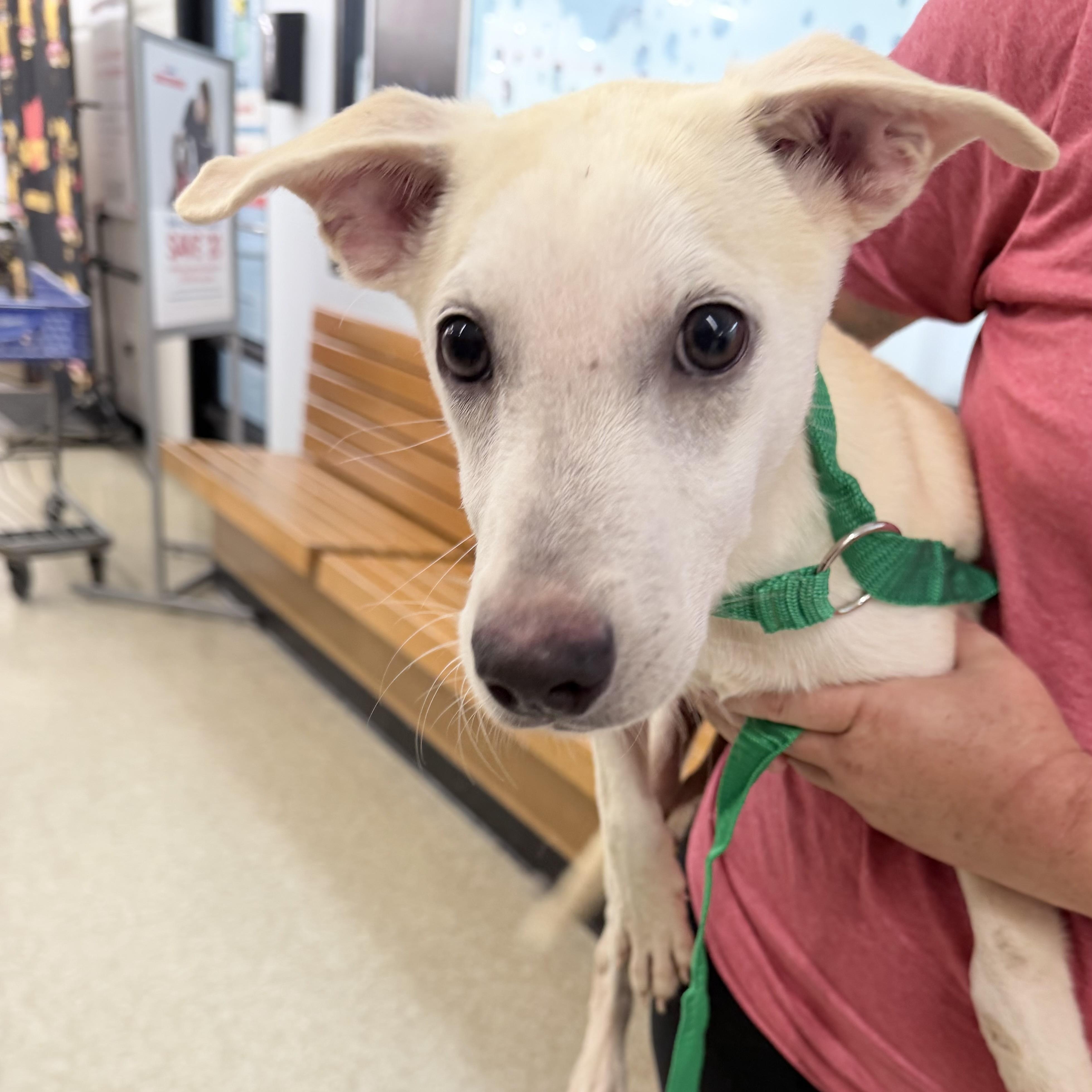 Enlarge Clyde - Local October 9-11, a Adoptable mixed breed in Beaverton , OR image 4/4