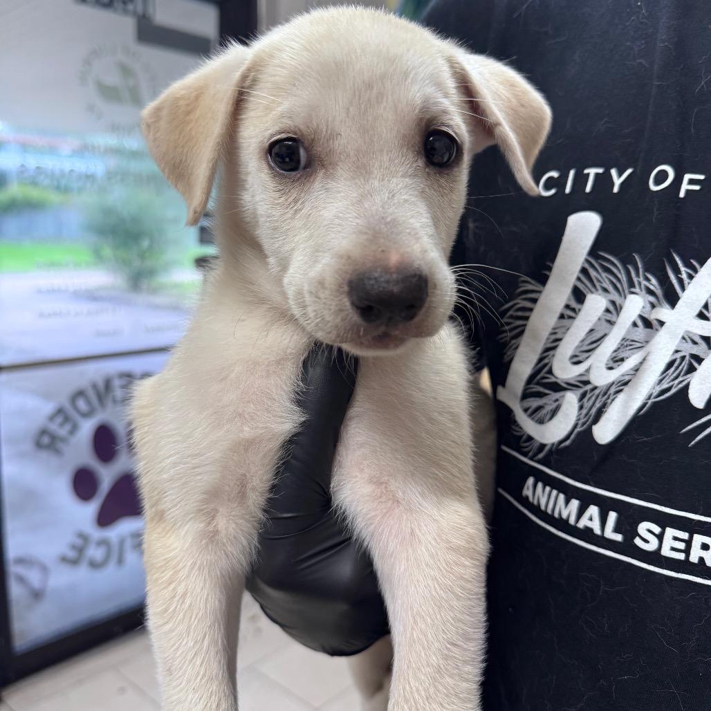 Enlarge Clyde - Local October 9-11, a Adoptable mixed breed in Beaverton , OR image 3/4