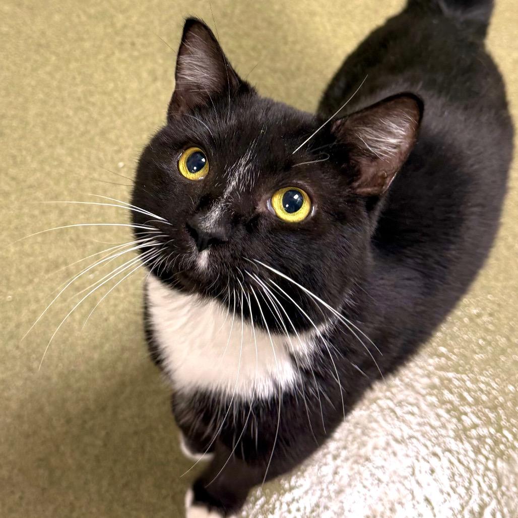 Enlarge Andrew, a Adoptable Domestic Short Hair in Harrisonburg, VA image 1/3