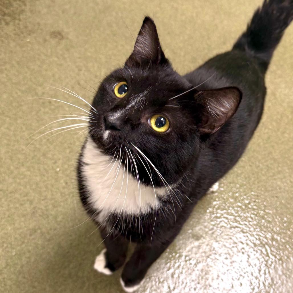 Enlarge Andrew, a Adoptable Domestic Short Hair in Harrisonburg, VA image 2/3