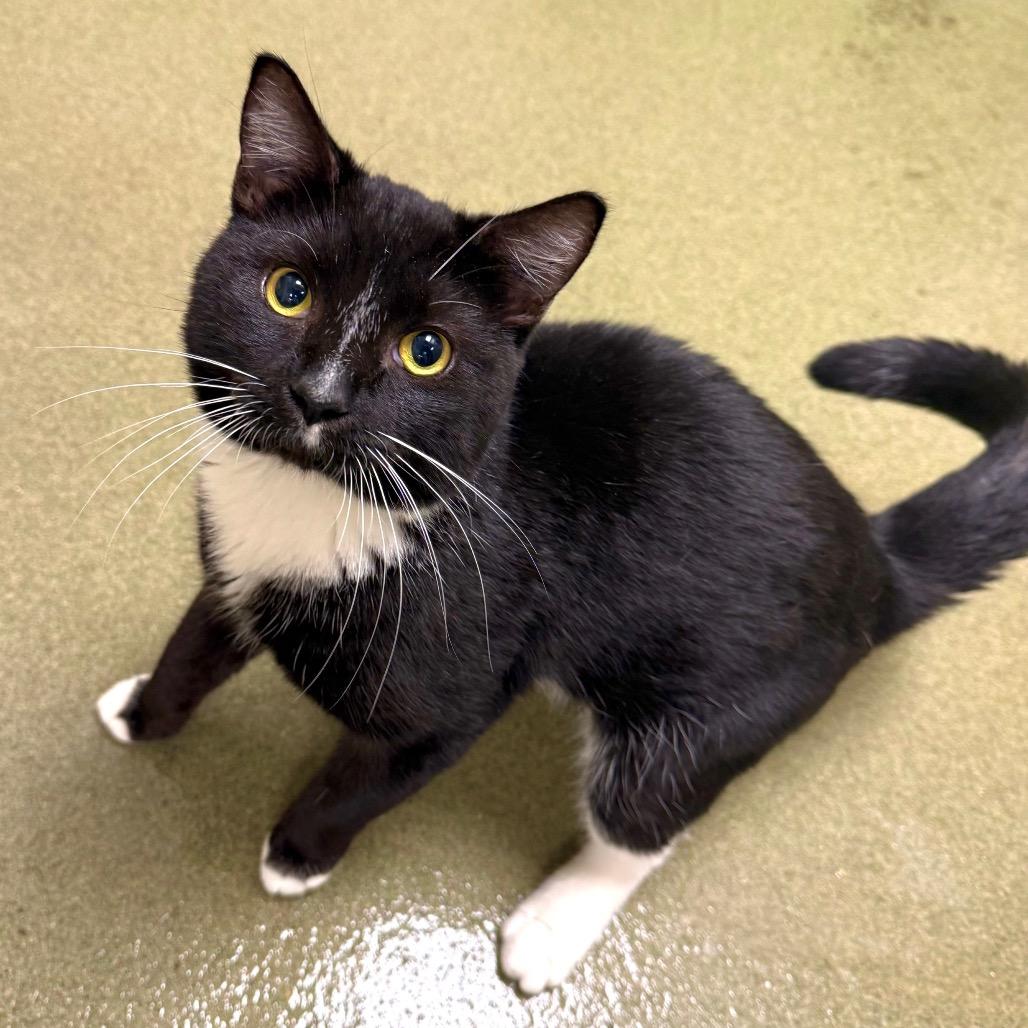 Enlarge Andrew, a Adoptable Domestic Short Hair in Harrisonburg, VA image 3/3
