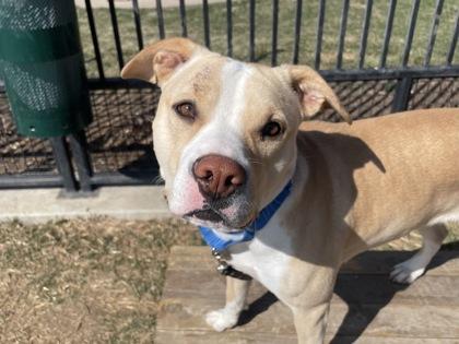 Kasha, a Adoptable mixed breed in Boulder, CO image 1/2