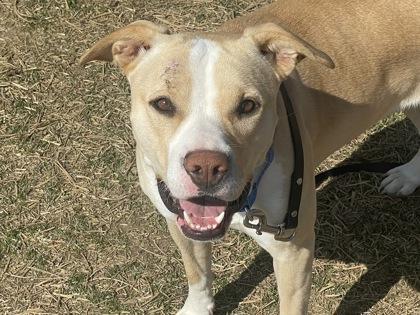 Kasha, a Adoptable mixed breed in Boulder, CO image 2/2