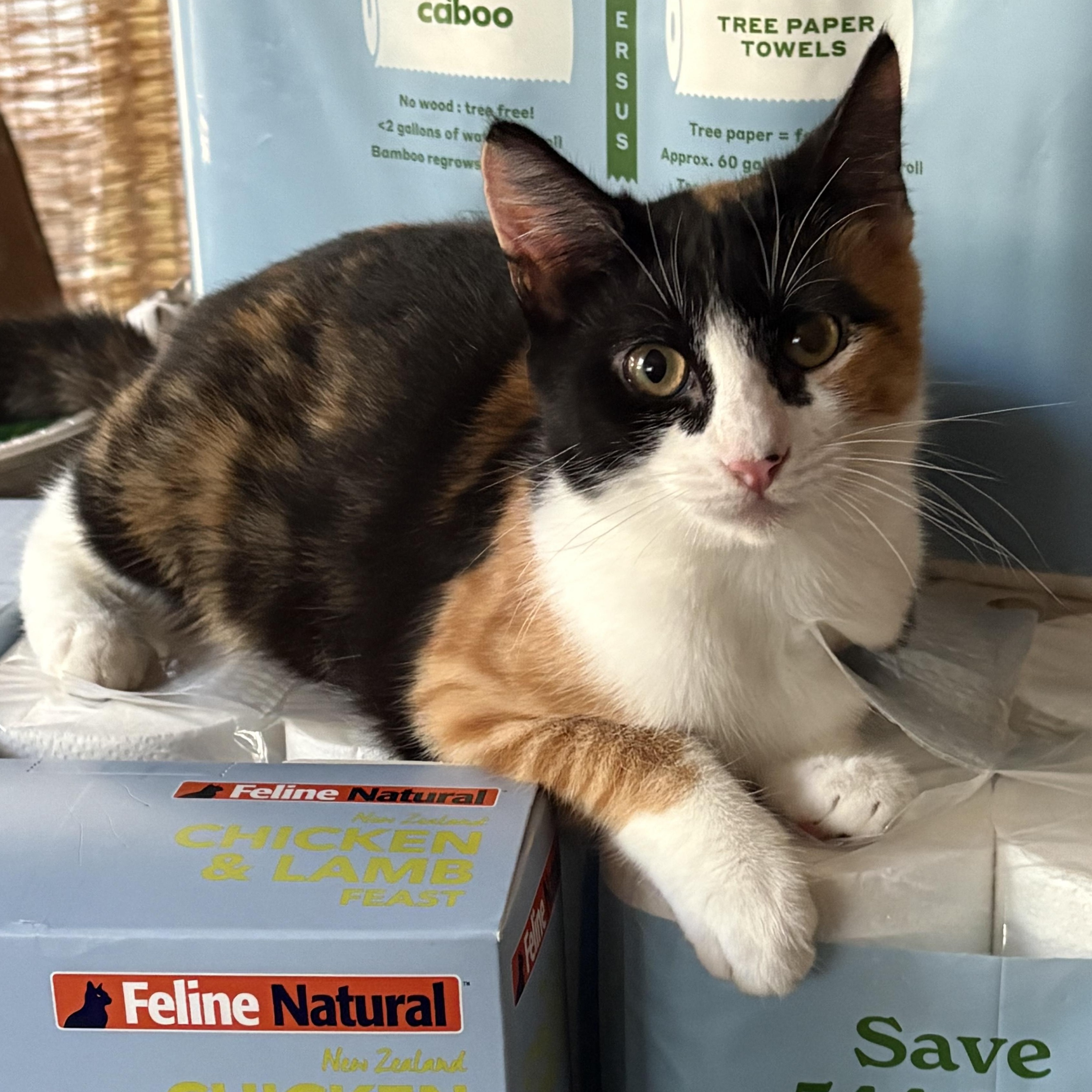 Enlarge Pippa, a Adoptable Calico in San Diego, CA image 1/1