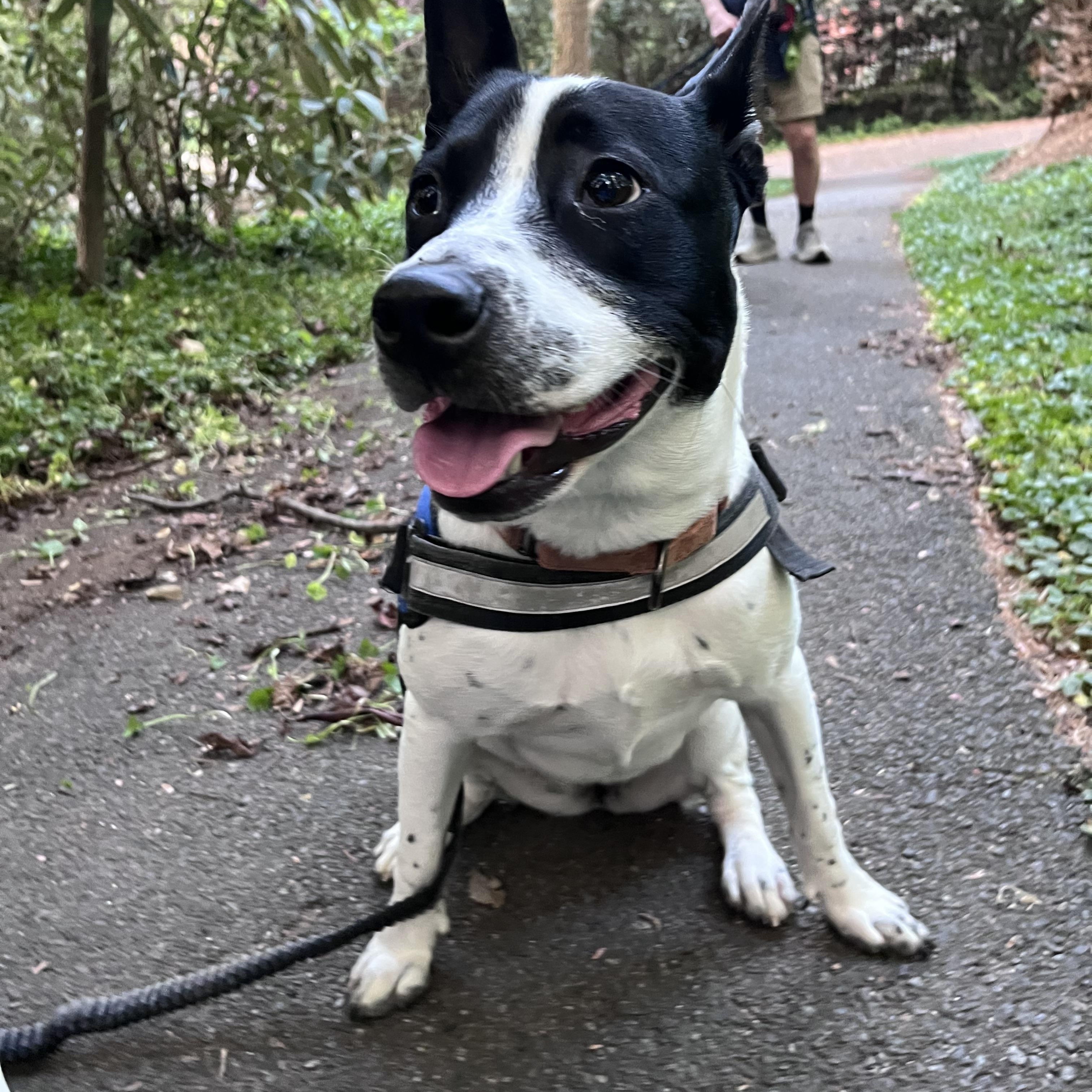 Enlarge Katie, a ADOPTABLE Australian Cattle Dog / Blue Heeler in POTOMAC, MD image 2/4