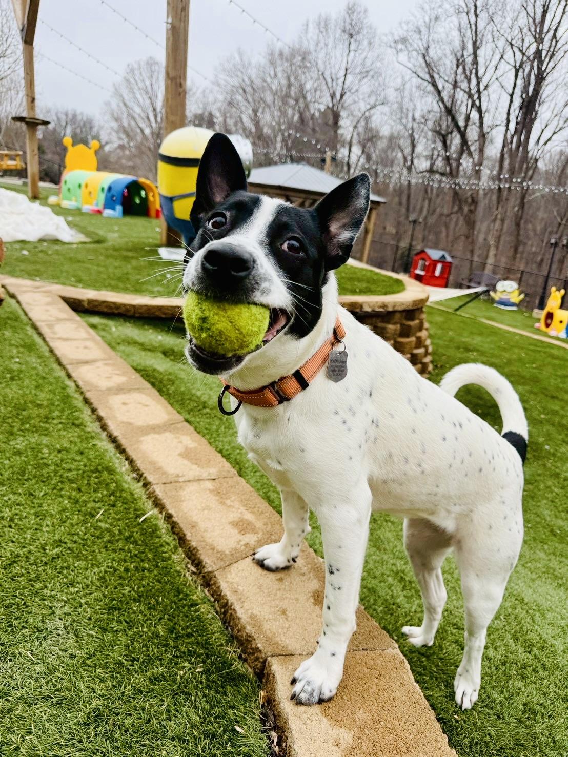 Enlarge Katie, a ADOPTABLE Australian Cattle Dog / Blue Heeler in POTOMAC, MD image 2/6