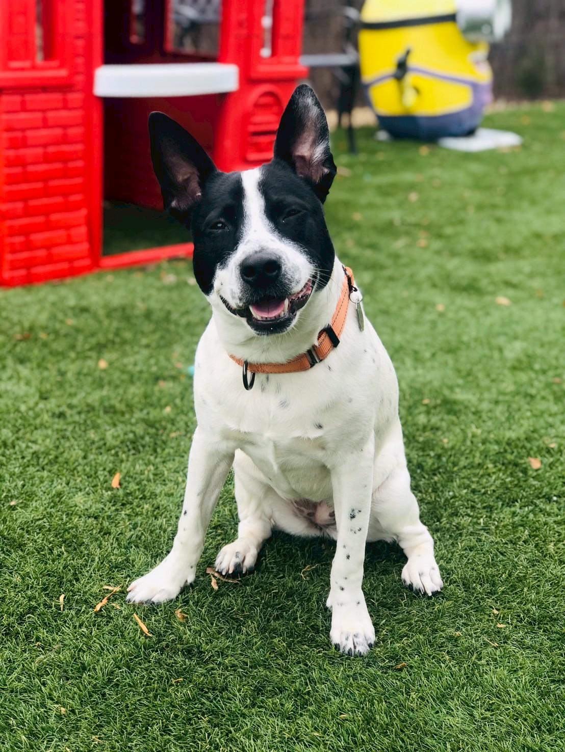 Enlarge Katie, a ADOPTABLE Australian Cattle Dog / Blue Heeler in POTOMAC, MD image 3/6