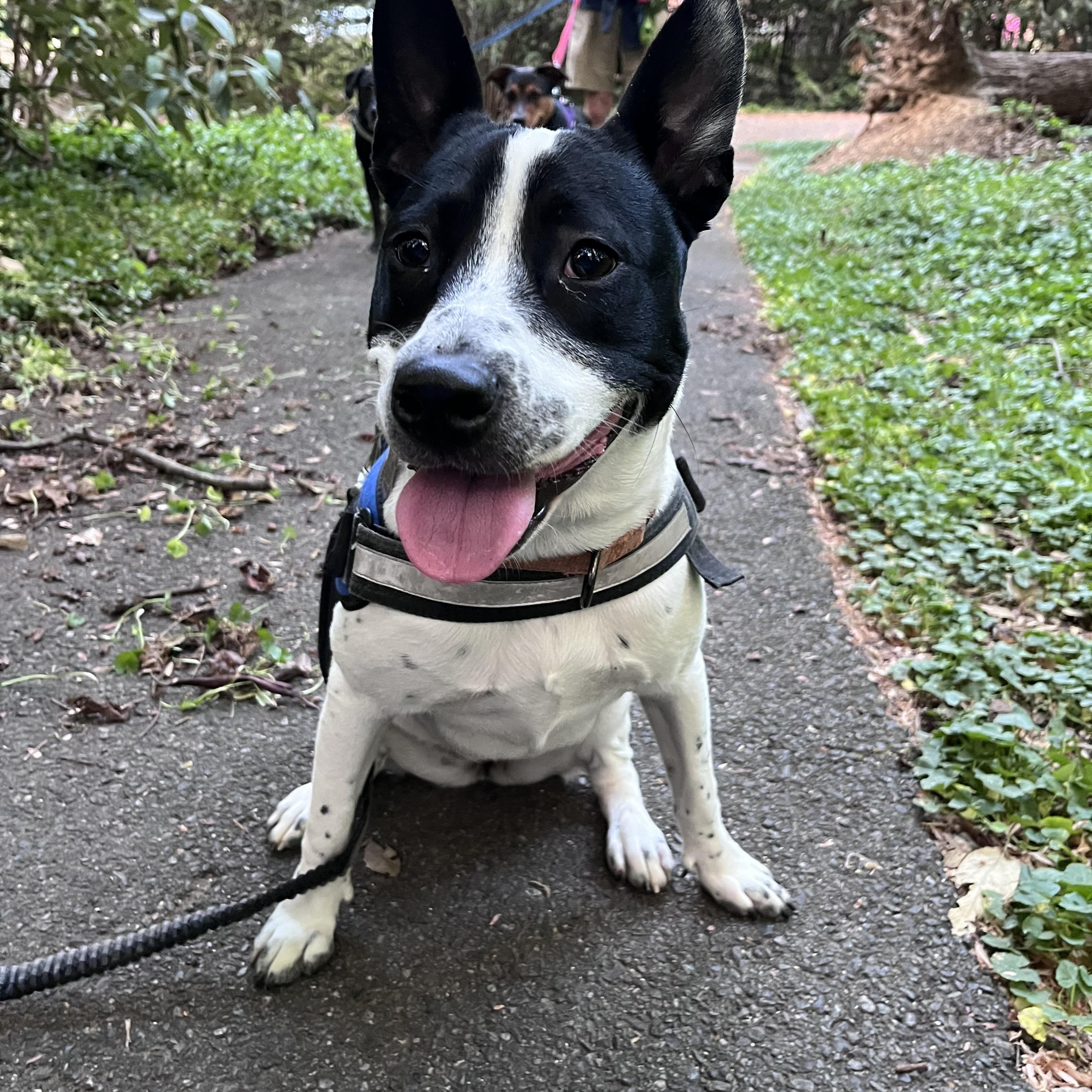 Enlarge Katie, a ADOPTABLE Australian Cattle Dog / Blue Heeler in POTOMAC, MD image 4/4