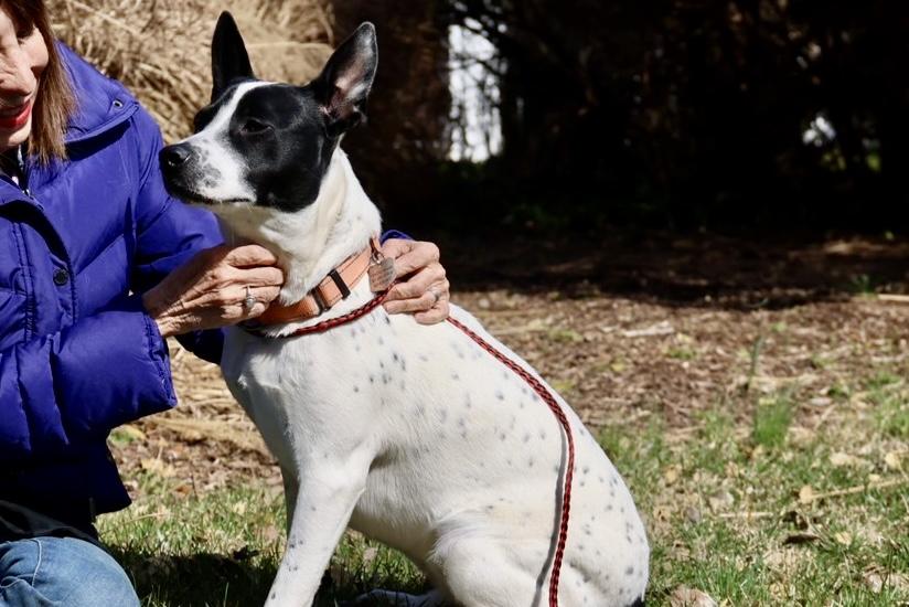 Enlarge Katie, a ADOPTABLE Australian Cattle Dog / Blue Heeler in POTOMAC, MD image 5/6