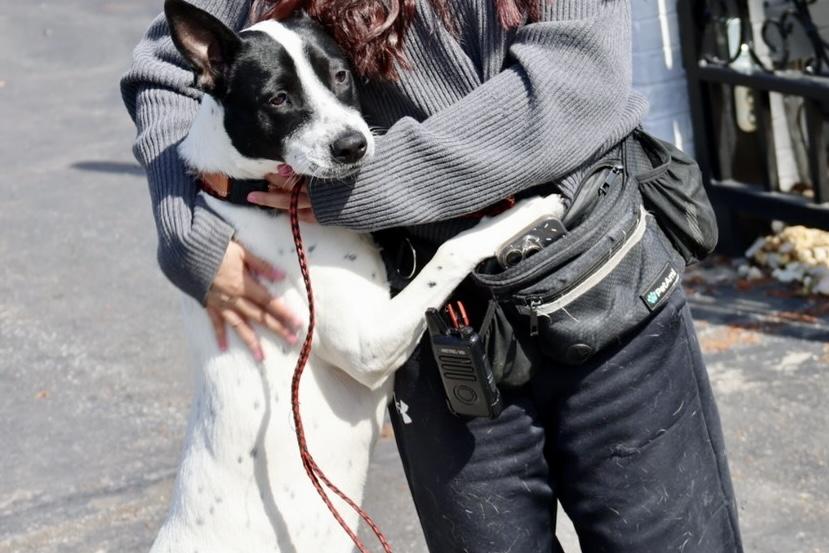 Katie, ADOPTABLE, Young Female Australian Cattle Dog / Blue Heeler.