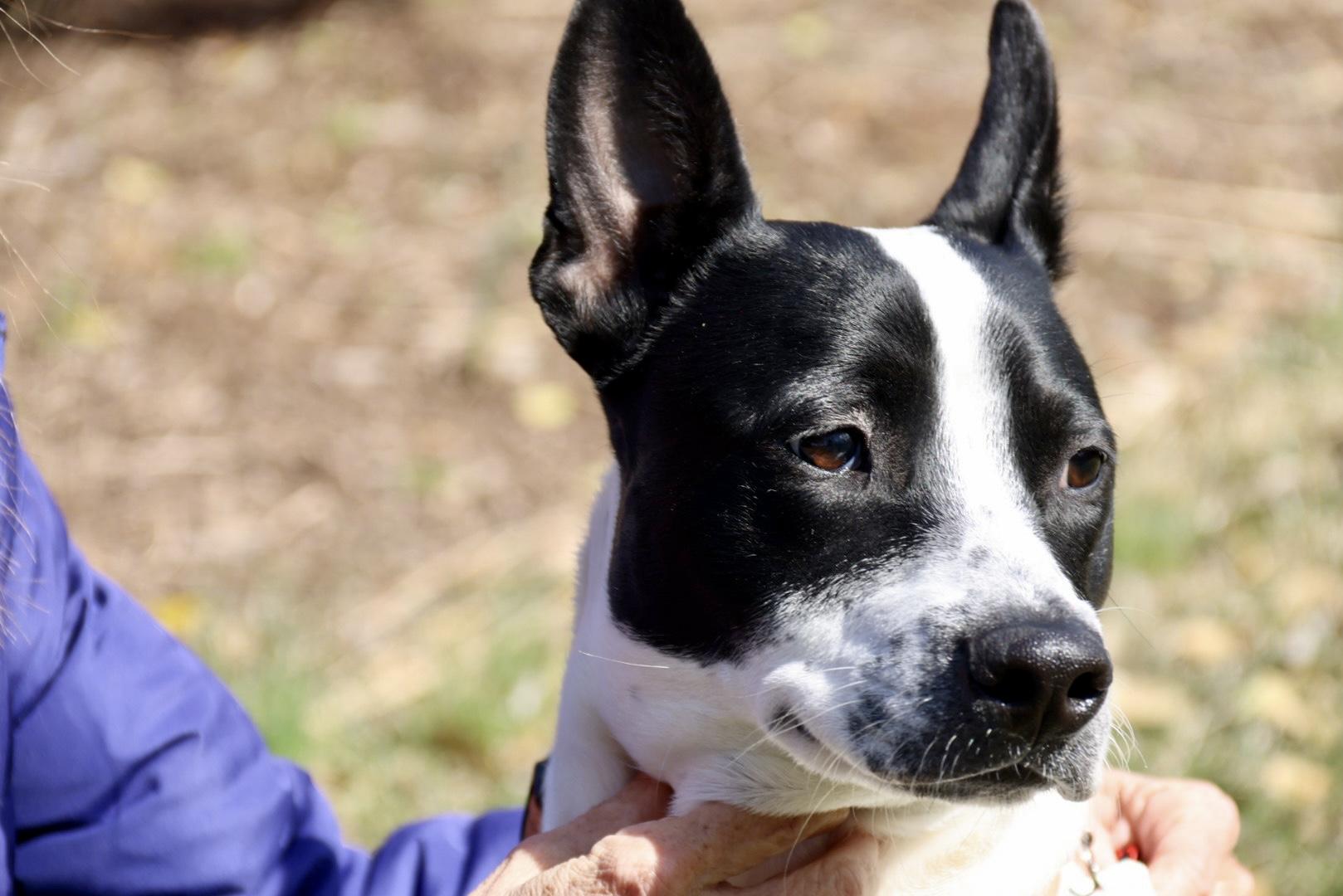 Enlarge Katie, a ADOPTABLE Australian Cattle Dog / Blue Heeler in POTOMAC, MD image 4/6