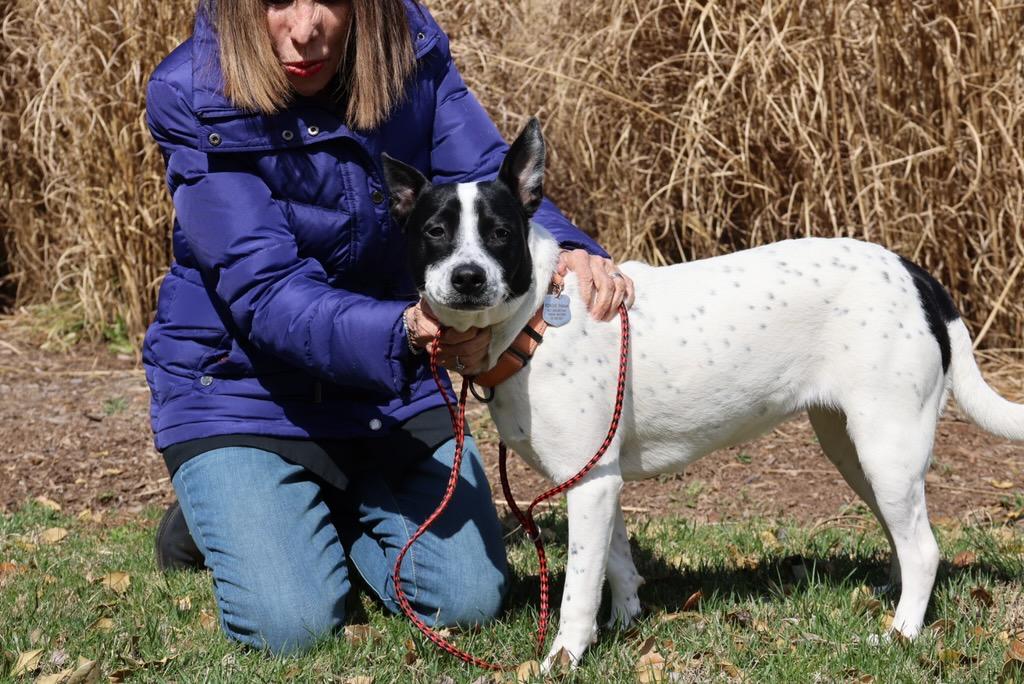 Enlarge Katie, a ADOPTABLE Australian Cattle Dog / Blue Heeler in POTOMAC, MD image 6/6