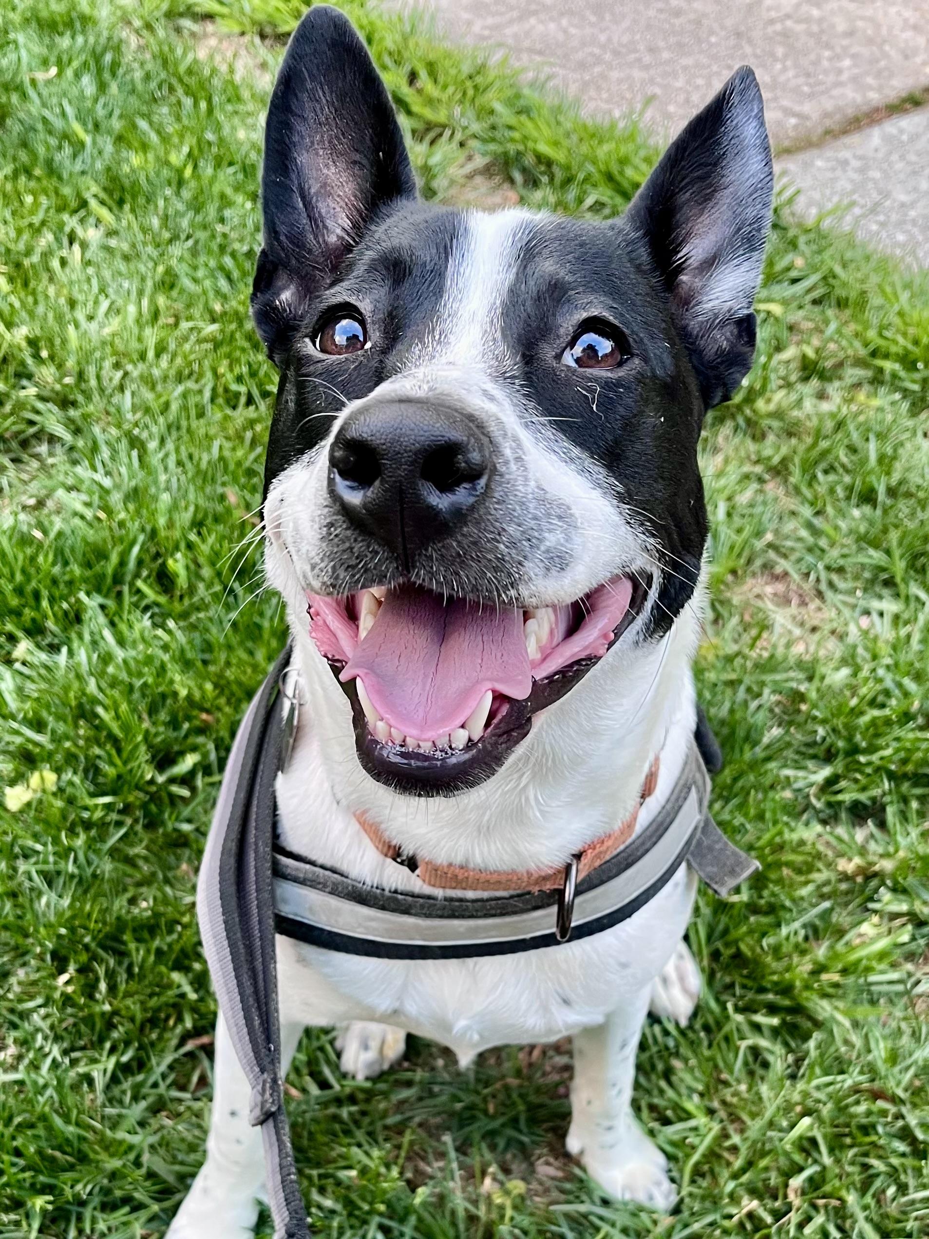 Enlarge Katie, a ADOPTABLE Australian Cattle Dog / Blue Heeler in POTOMAC, MD image 1/4