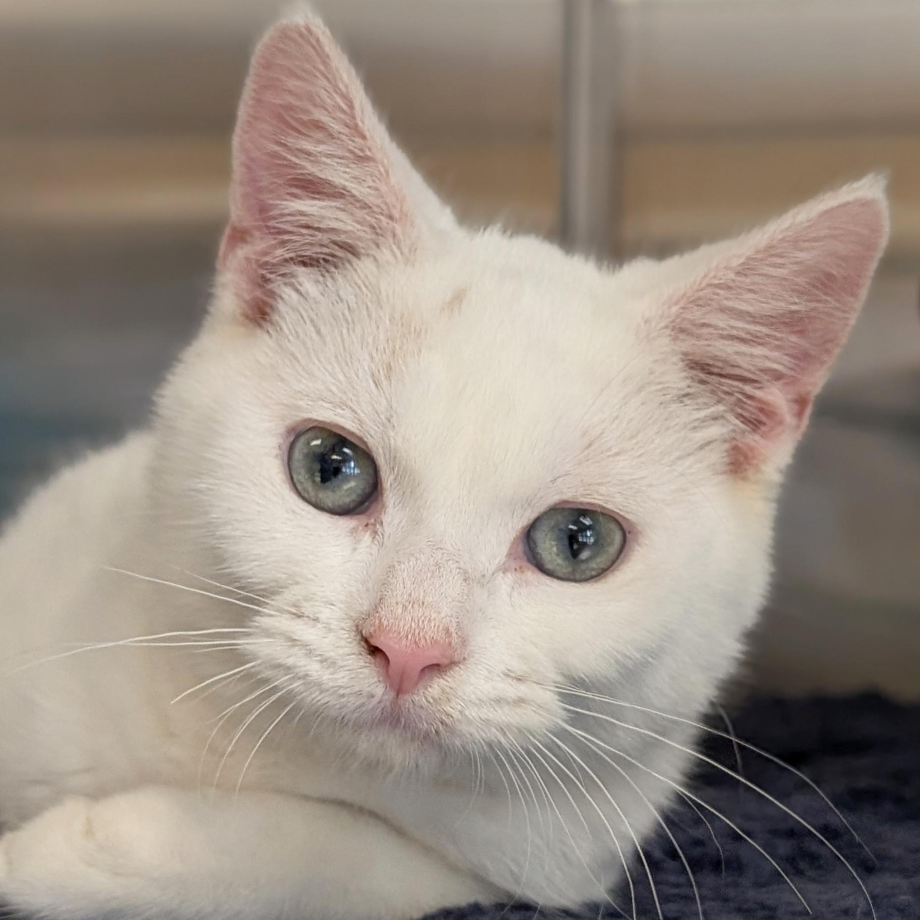Enlarge Perry - Reduced Fee, a Adopted Domestic Short Hair in Jefferson, WI image 1/1