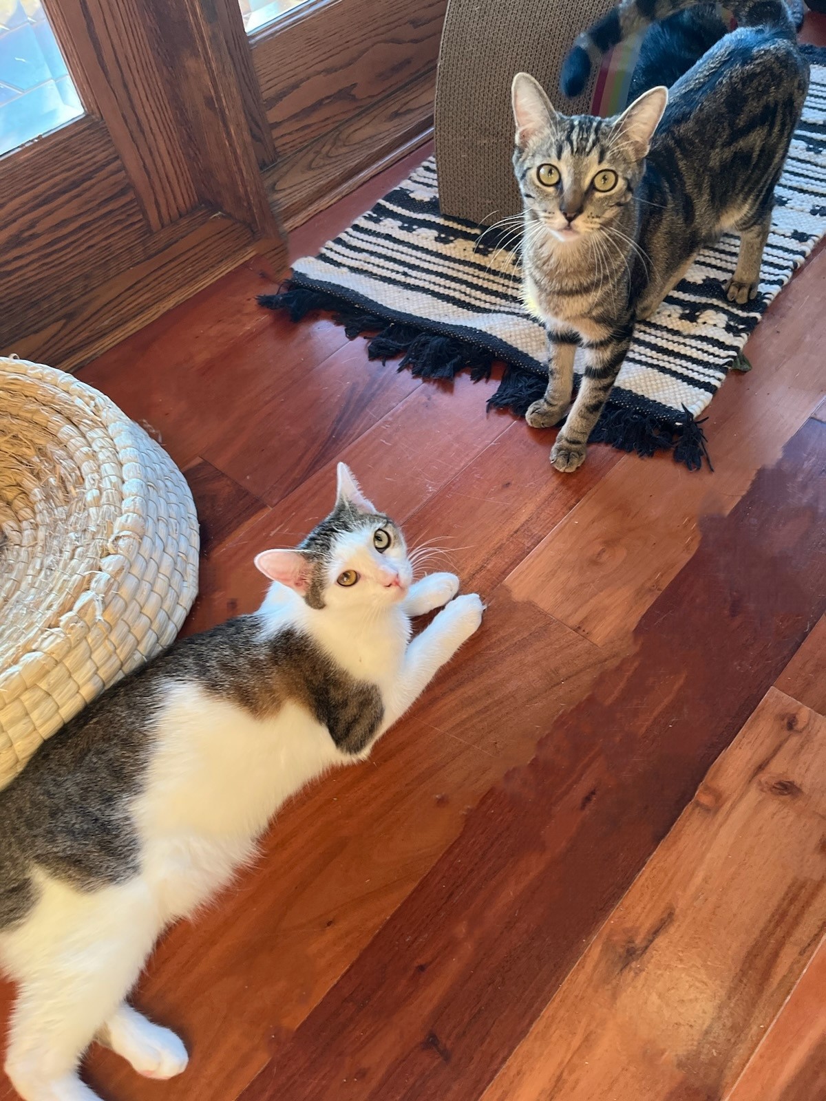 Bandit & Winky photo 1