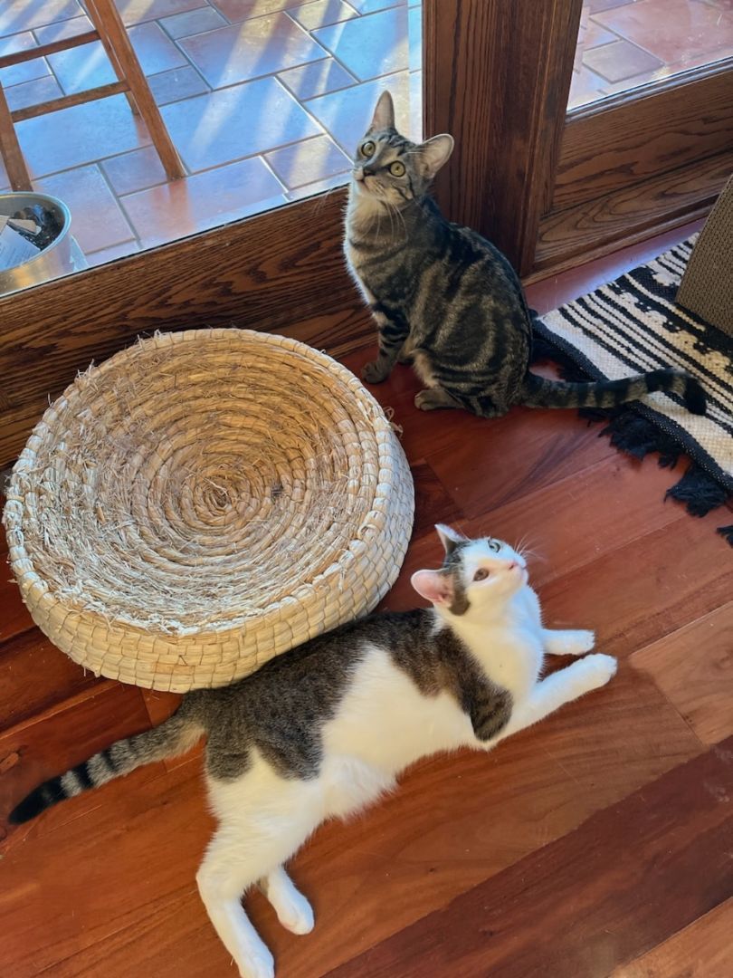 Bandit & Winky photo 4