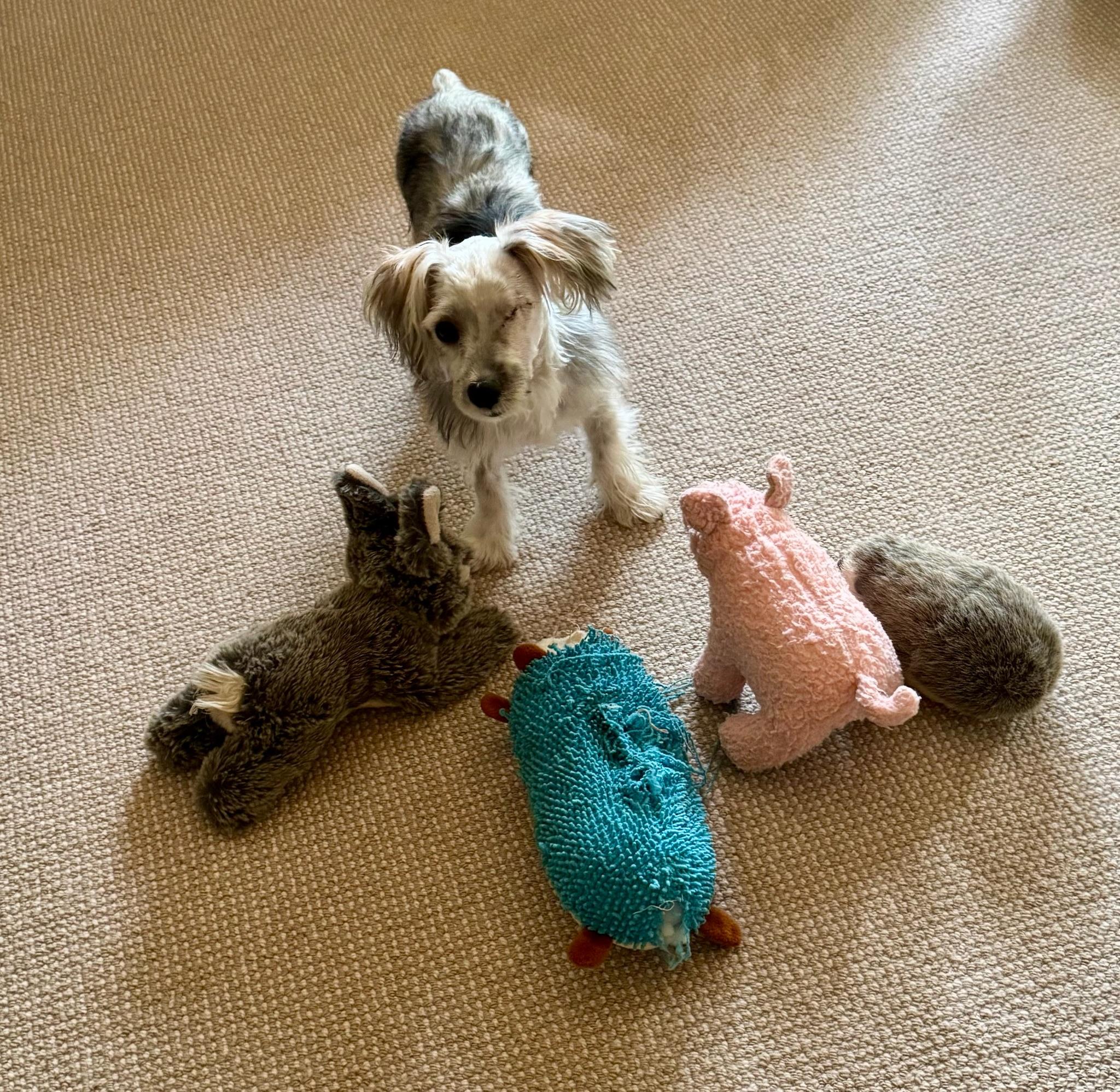 Enlarge Rigatoni, a Adopted mixed breed in Staunton, VA image 3/6