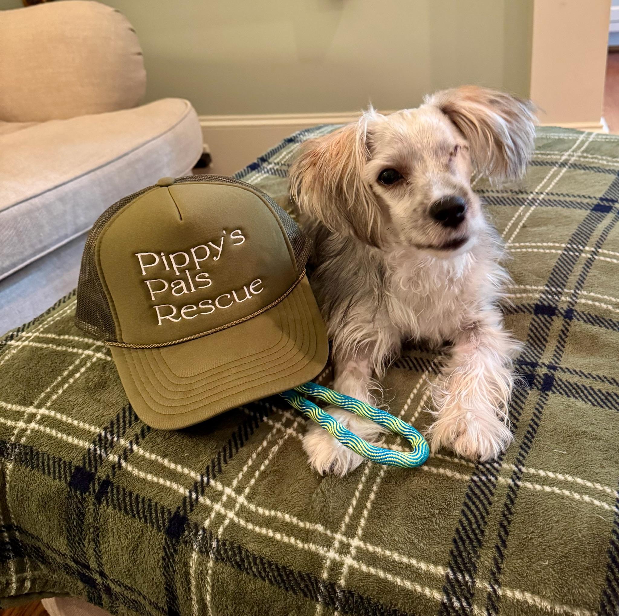 Enlarge Rigatoni, a Adopted mixed breed in Staunton, VA image 5/6