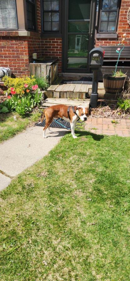 Enlarge ZEUS, a Adoptable mixed breed in Saginaw, MI image 1/1