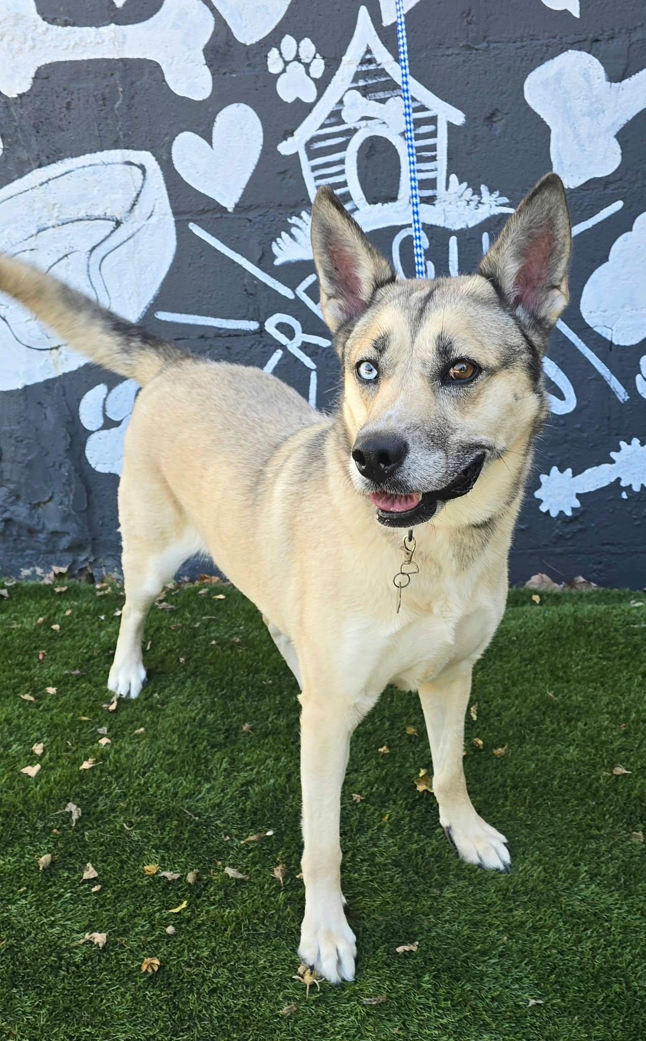 Enlarge Sky, a Adoptable mixed breed in Newport, TN image 4/5