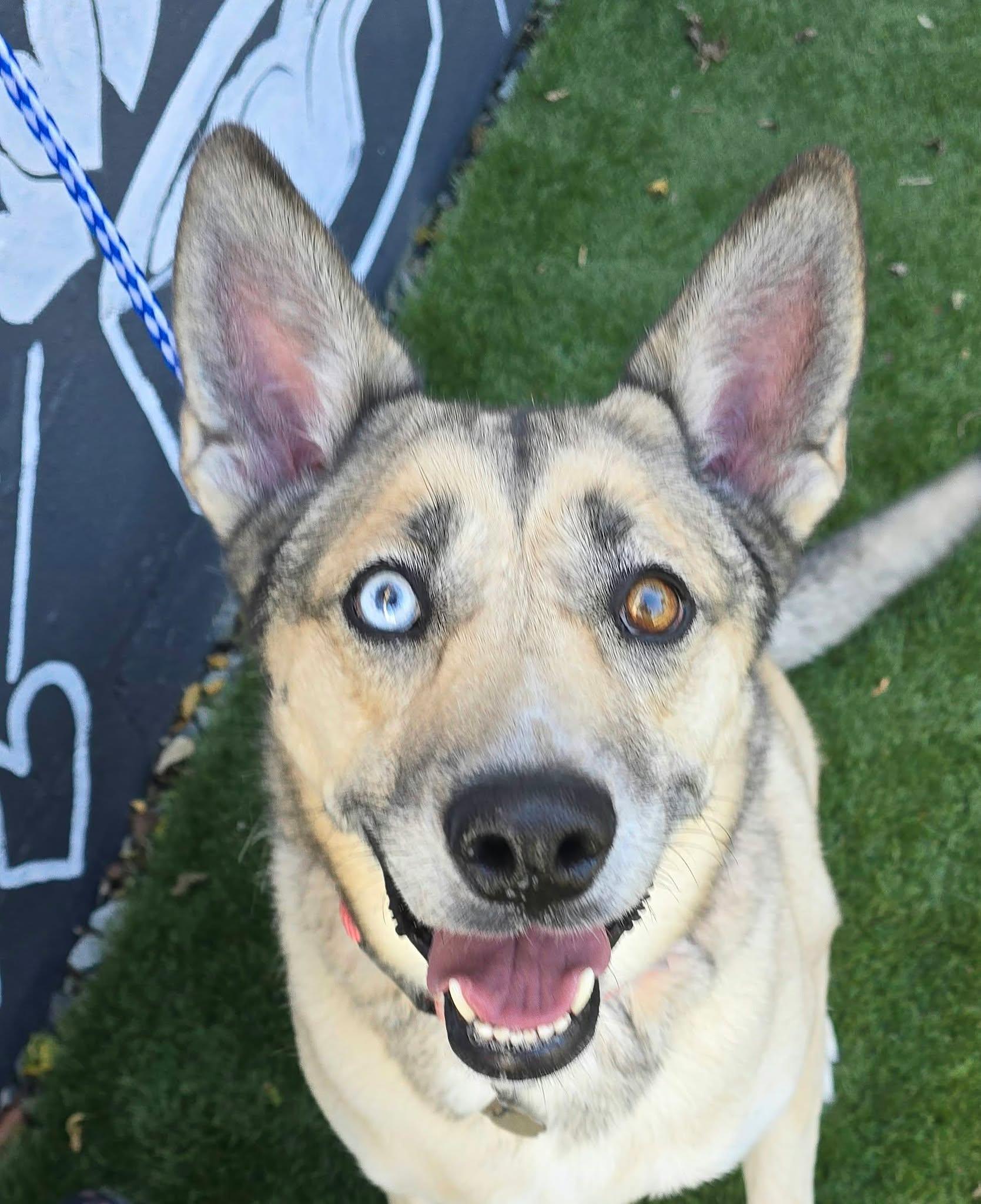 Sky, Adoptable, Adult Female Husky & Shepherd.