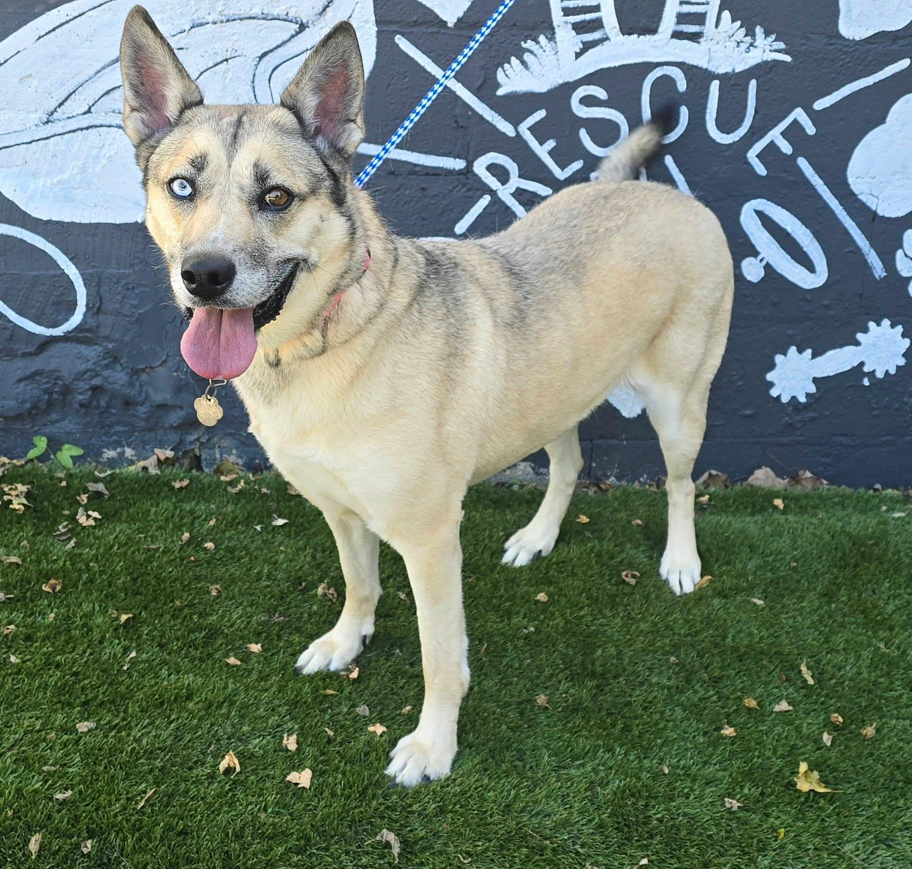 Enlarge Sky, a Adoptable mixed breed in Newport, TN image 2/5